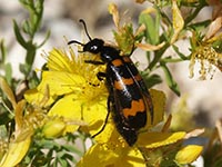 Mylabris